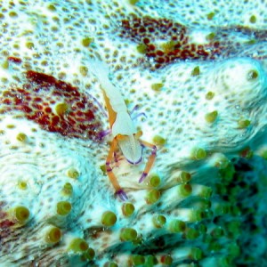 Purple Shrimp on Sea Cucumber