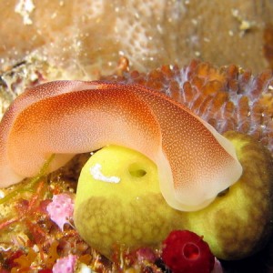 Peach Nudibranch