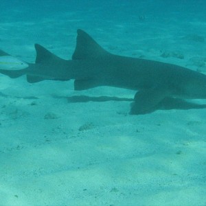 Nurse Shark