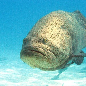 Goliath Grouper