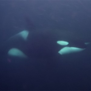 Orca / Killer-whale