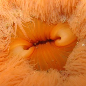 Anemone closeup