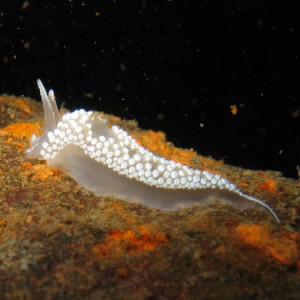 Nudibranch / Flabellina verrucosa