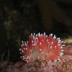 Nudibranch / Flabellina pellucida