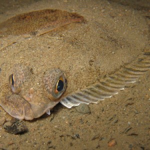 Flounder