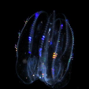 Comb jellyfish