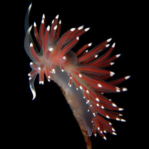 Nudibranch / Flabellina pellucida