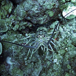 Spiny Lobster