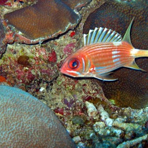 Squirrelfish