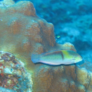 Yellowhead wrasse