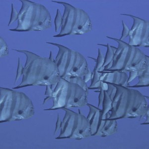 School of atlantic spadefish