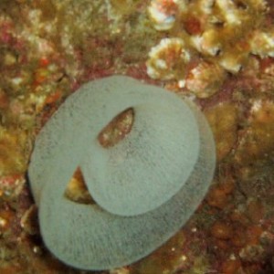 Nudibranch egg ring