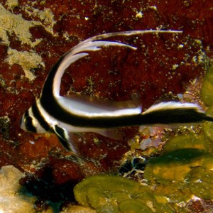 Spotted Drum Fish (juvenile)
