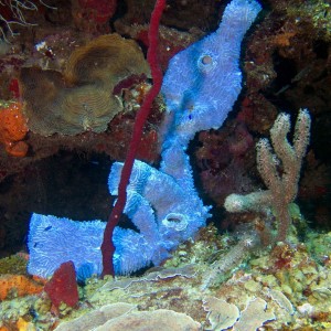 Sponge & Coral