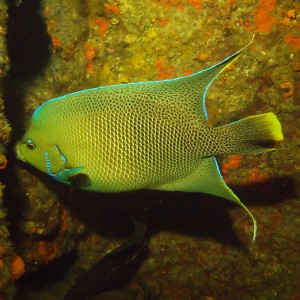 Townsend Angelfish