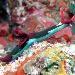 nudibranch_crop