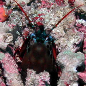 mantis_shrimp_face