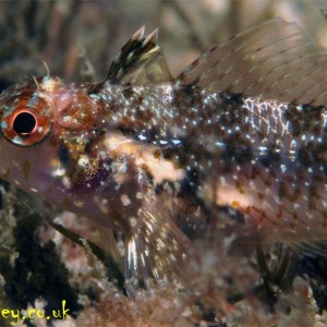 Female Black Faced Blenny