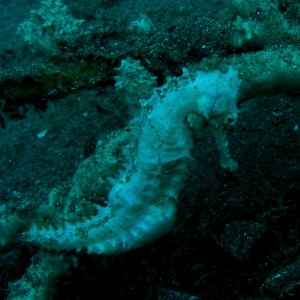 Sea Horse (after a "sand storm")