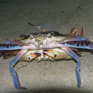 Flower Crabs Mating