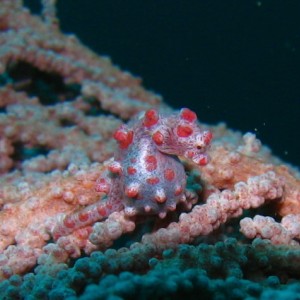 Pregnant Pygmy Seahorse