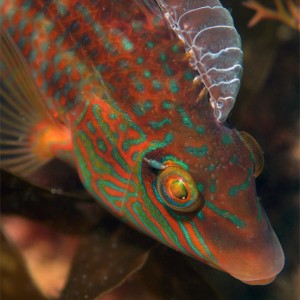 Corkwing Wrasse with Parasite