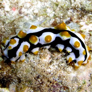 Sea Cucumber Juvenile
