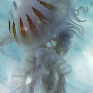 jelly - destin jetties
