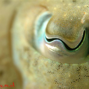 Cuttlefish  Closeup