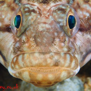 Black Goby Head On!