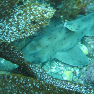 Anacapa Horn Shark