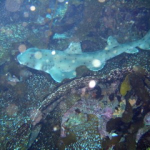 Anacapa Horn Shark 2