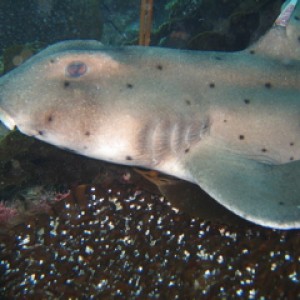 Anacapa Horn Shark 3
