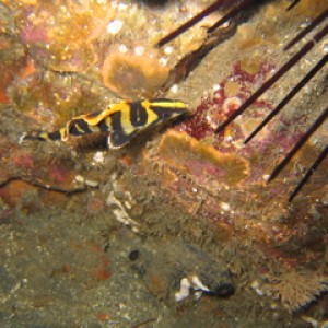 Anacapa Tree Fish