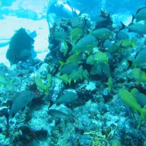 Chintales Reef, Cancun, MX