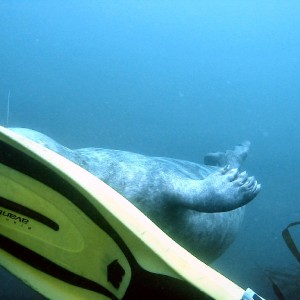 Grey Seal biting fin