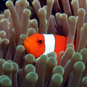Just Nemo (Paradise Reef)