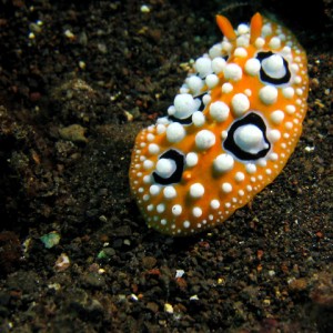 Orange Nudi ? (Paradise Reef)