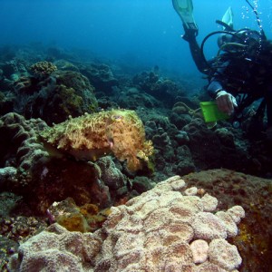 Cuttlefish Communication (Paradise Reef)