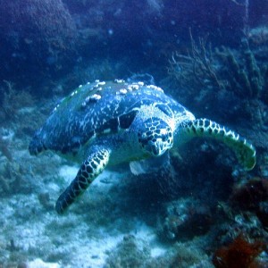 Hawksbill Turtle I