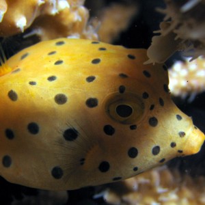 Yellow Boxfish (Paradise Reef)