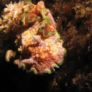 Night Nudi (Paradise Reef)
