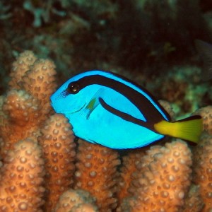 Palatte Surgeonfish