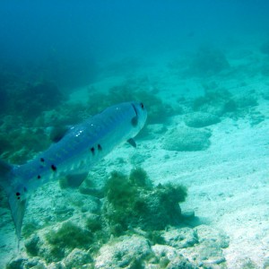 Barracuda