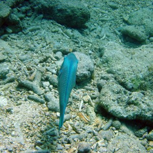 Stoplight Parrotfish