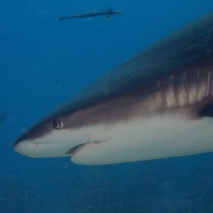 Caribbean Grey Reef Shark 3