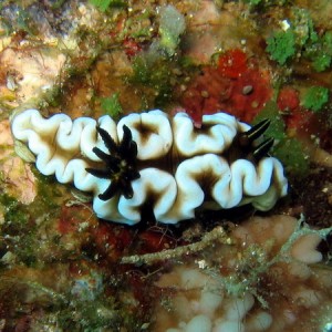 Nudibranch - White & Tan
