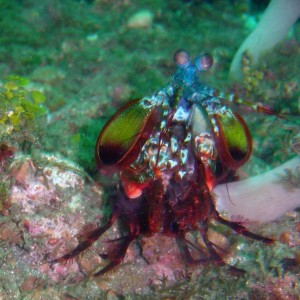 smashing mantis shrimp