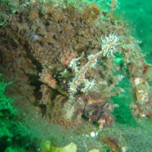 ornate pipefish