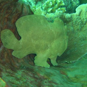 giant frogfish in sponge